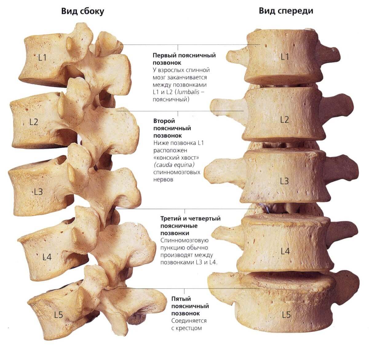 Схема позвоночника пояснично крестцового отдела позвоночника